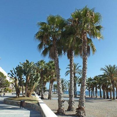 Sunshine Apartment At Tropical Coast Of Granada Almuñécar Zewnętrze zdjęcie
